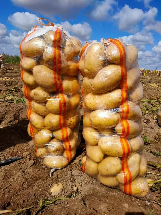 Xinjiang Wenxing Potato Industry Co., Ltd.