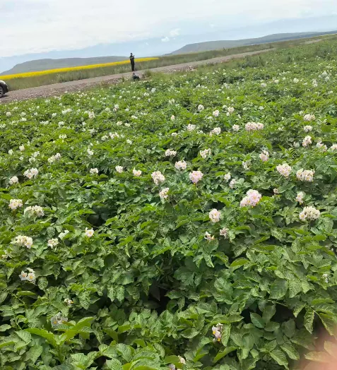 Xinjiang Wenxing Potato Industry Co., Ltd.